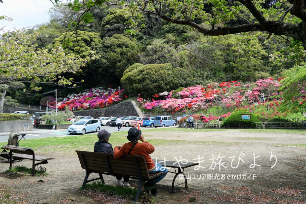 花の木公園・公園内のツツジの花壇（撮影日：2024.04.16）