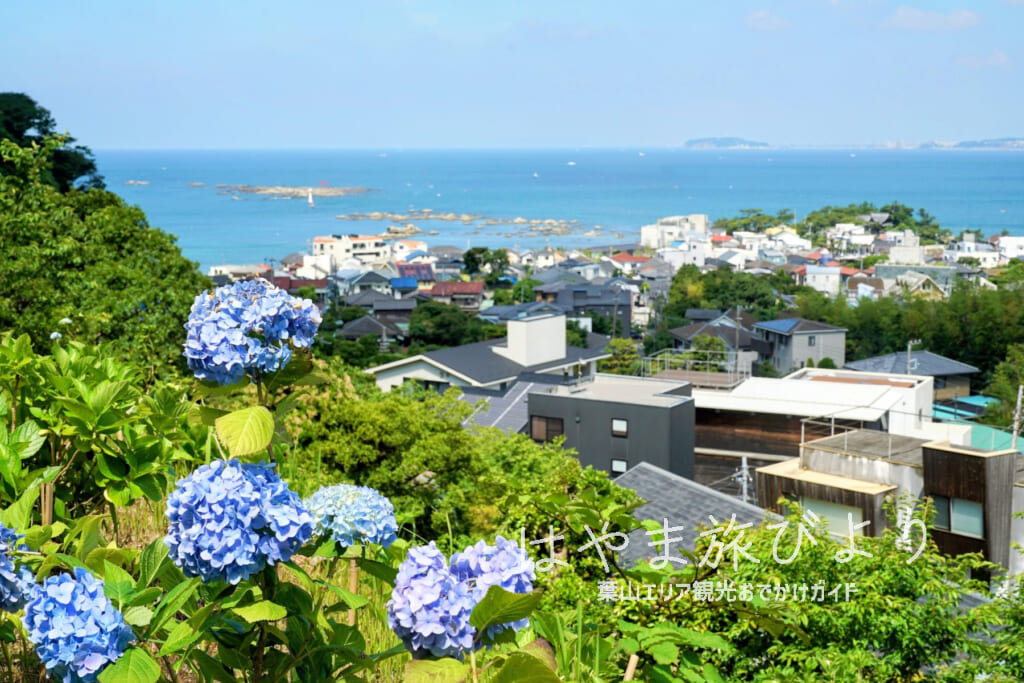 あじさい公園・相模湾を望む（撮影日：2023.06.07）