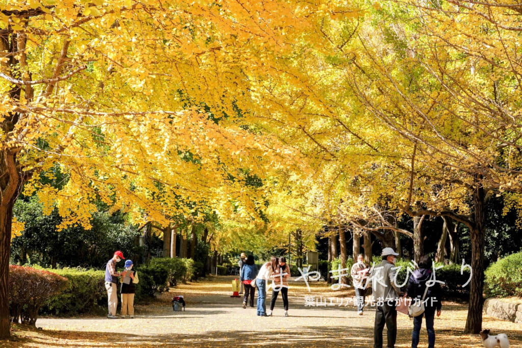 南郷上ノ山公園・晩秋のイチョウ並木（撮影日：2022.11.11）