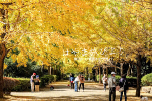 南郷上ノ山公園・晩秋のイチョウ並木（撮影日：2022.11.11）