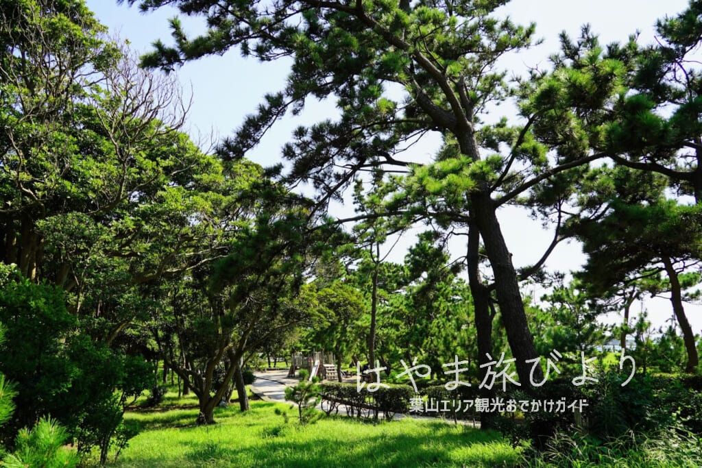 県立葉山公園・松林（撮影日：2021.08.30）