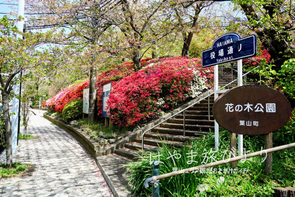 花の木公園・車道沿いのツツジの花壇（撮影日：2024.04.16）