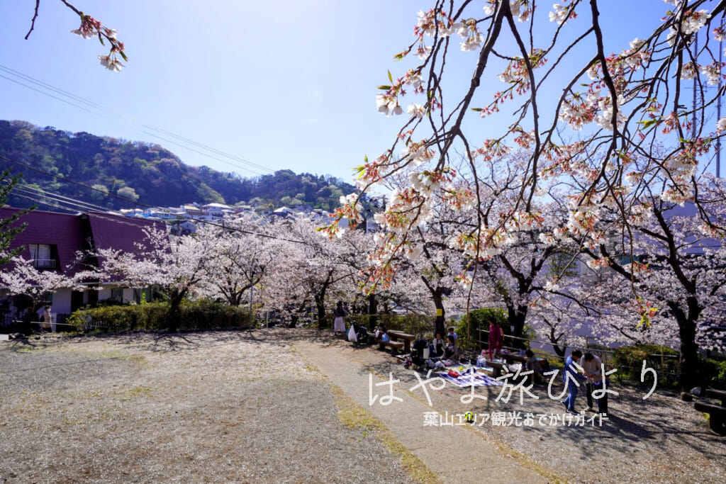 花の木公園・慰霊塔前の広場の桜（撮影日：2022.04.05）